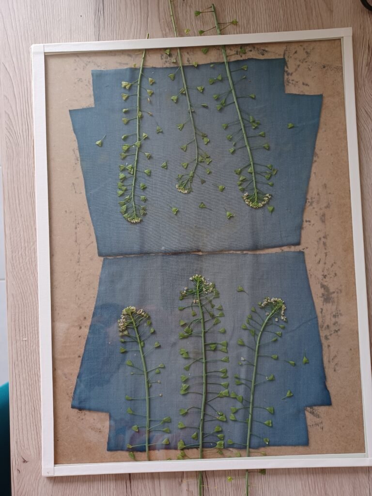 cyanotype insolation