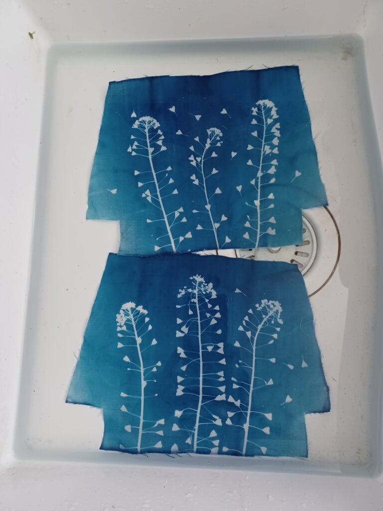 cyanotype révélation