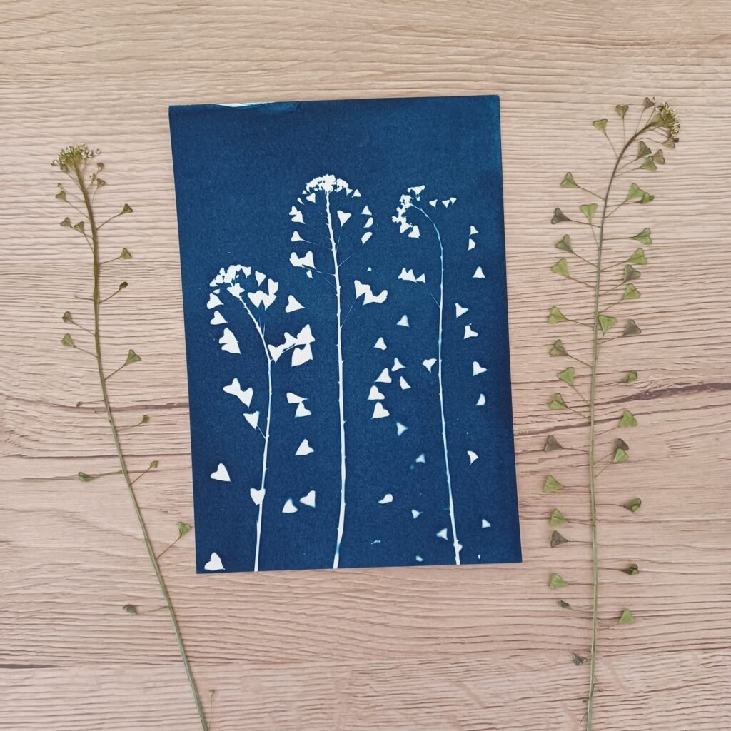 Découvrir le cyanotype : quand le soleil devient un outil de création